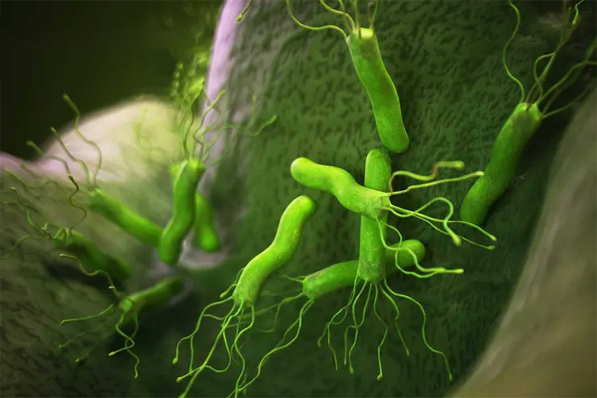 هلیکوباکترپیلوری